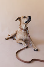 Guinzaglio - Marrone